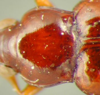 Media type: image;   Entomology 33059 Aspect: pronotum dorsal